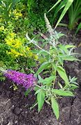 Image result for Buddleja BUZZ Magenta Improved