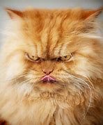 Image result for Angry Cat Good Meme