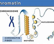 Image result for Chromatin Organization