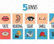 Image result for All 5 Senses