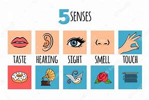 Image result for Your Five Senses