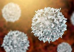 Image result for Memory B-cell Anatotmical Image