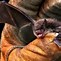 Image result for Bing Bat Cave