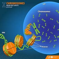 Image result for Gene DNA Chromosome Structure