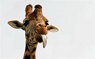 Image result for Funny Giraffe Close Up