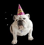 Image result for Bulldog Happy Birthday Meme
