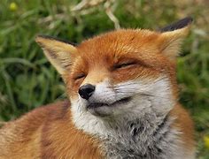 Image result for Smiling Red Fox Animal