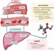 Image result for Glucose Lactate