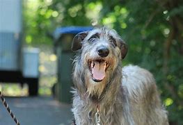 Image result for Scottish Deerhound