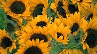 Image result for Lock Screen Wallpaper of Sunflowers