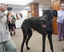 Image result for Hercules Biggest Dog in the World