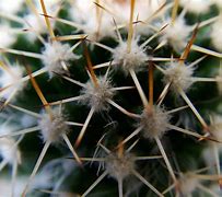 Image result for Tokidoki Cactus Sabhanviny