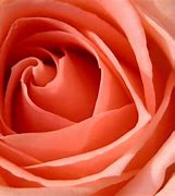 Image result for Tiny Pink Roses Wallpaper