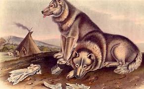 Image result for First Dog Ever