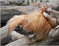 Image result for Headless Chicken