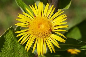 Image result for Inula magnifica
