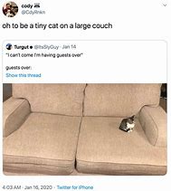 Image result for National Cat Couch Meme