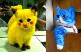 Image result for Confused Cat Funny