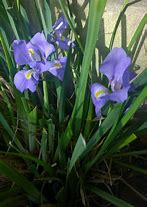 Image result for Iris unguicularis