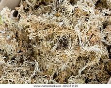Image result for Dried Sphagnum Moss