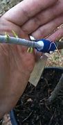 Image result for Grafting Plums