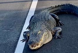 Image result for Lake Jesup Alligator Facts