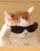 Image result for Cool Cat with Glasses Meme