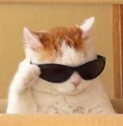 Image result for Cool Cat with Glasses Mem