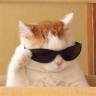 Image result for Black and White Cat with Sunglasses Meme