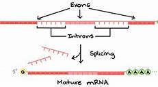 Image result for mRNA Intron-Exon