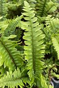 Image result for Polystichum munitum