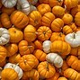 Image result for Pumpkin Party Funny Jokes
