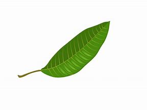 Image result for Mango Leaf Icon