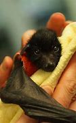 Image result for Bennet the Baby Bat