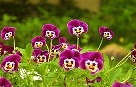 Image result for 10 Most Beautiful Flowers Wallpaper