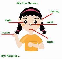 Image result for Senses of the Body for Kids