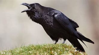 Image result for Raven Bird Background