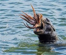 Image result for Amazing Creatures