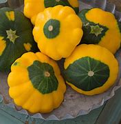 Image result for Types Patty Pan Squash Identify