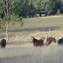 Image result for Buty Beast Spring Creek