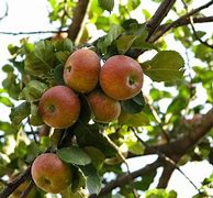 Image result for Kashmiri Apple Tree