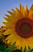 Image result for Sunflower Lock Screen