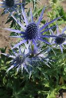 Image result for Eryngium Big Blue (r)