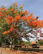 Image result for Florida Tree with Orange Flowers