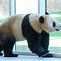 Image result for Panda Park in Qatar