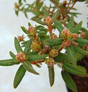 Image result for Ledum groenlandicum Helma