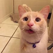 Image result for Broken Cat Jaw