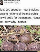 Image result for Tree Frog Meme