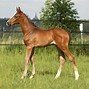 Image result for Thoroughbred Arabian-Cross