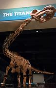 Image result for Titanosaur Natural History Museum